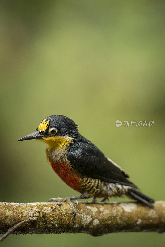 黄额啄木鸟(Melanerpes flavifrons)